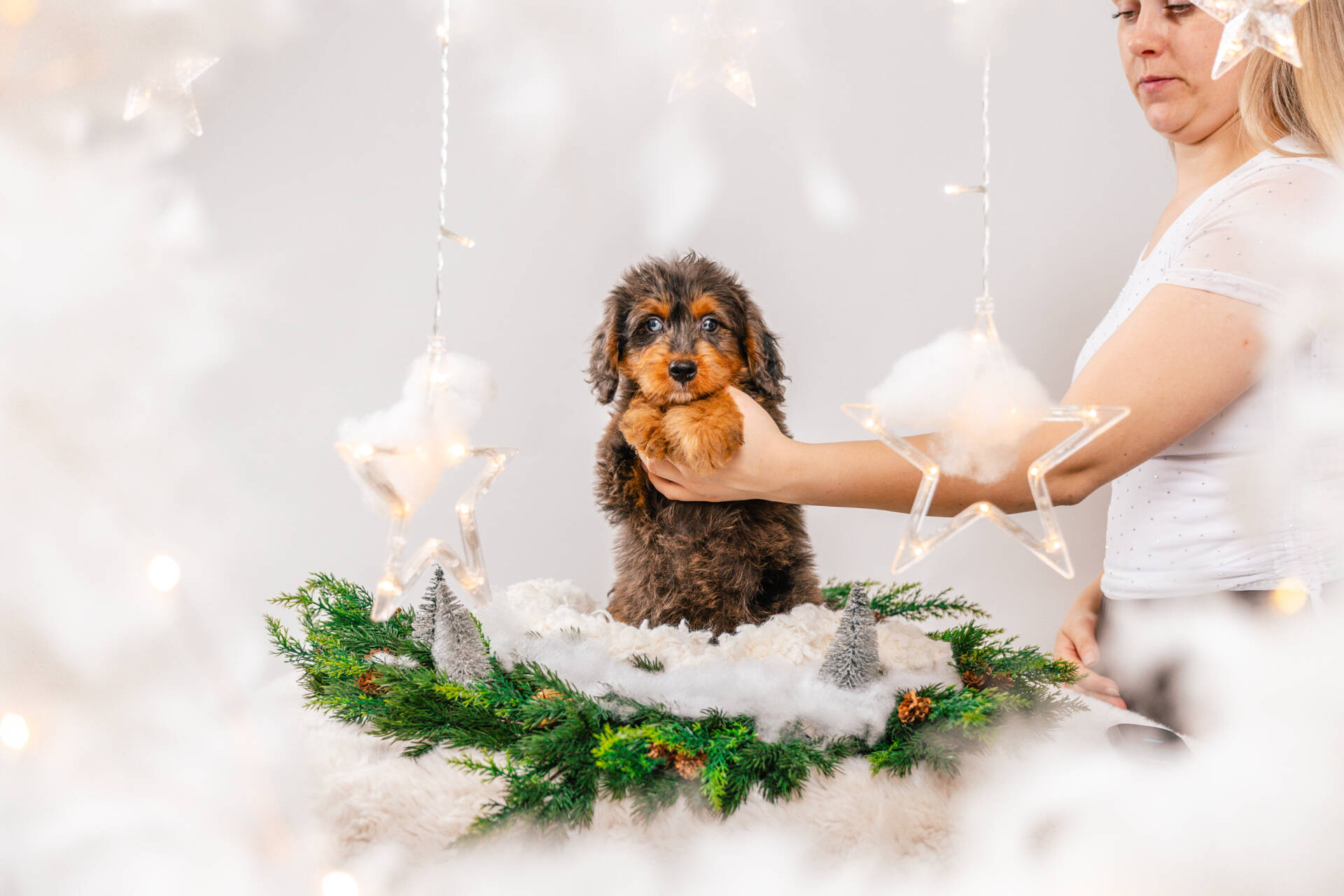 Ollie - Mini F1 Bernedoodle Boy - Image 2