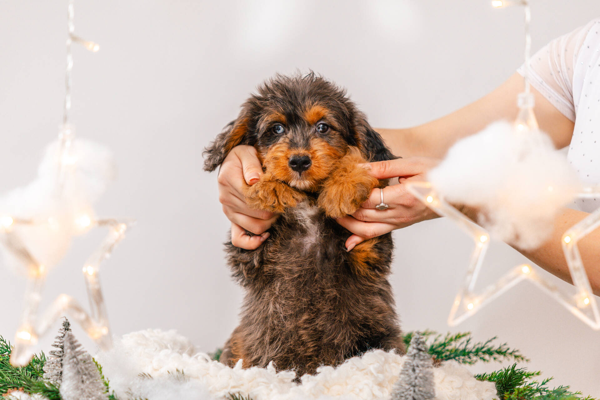 Ollie - Mini F1 Bernedoodle Boy