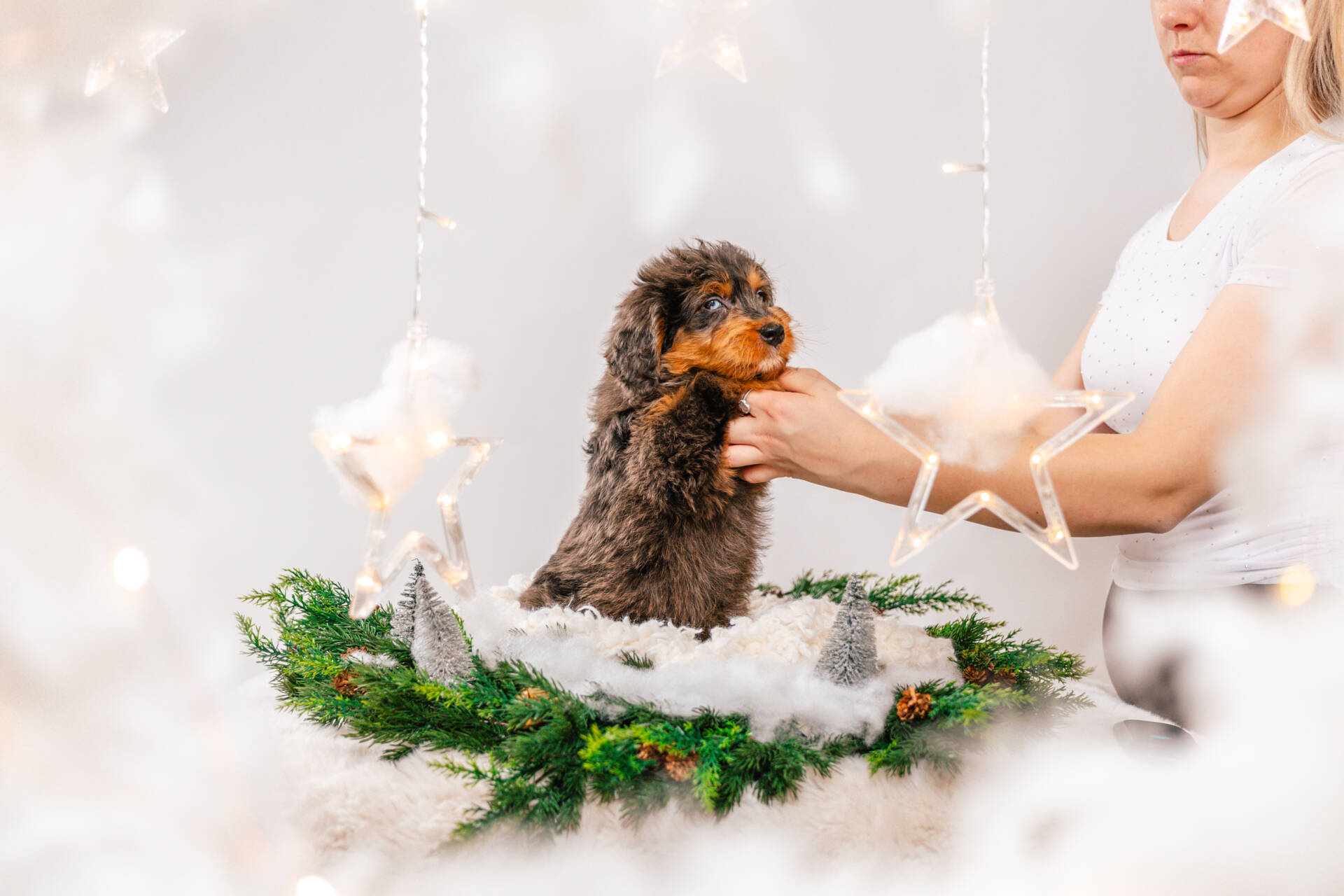 Ollie - Mini F1 Bernedoodle Boy - Image 5