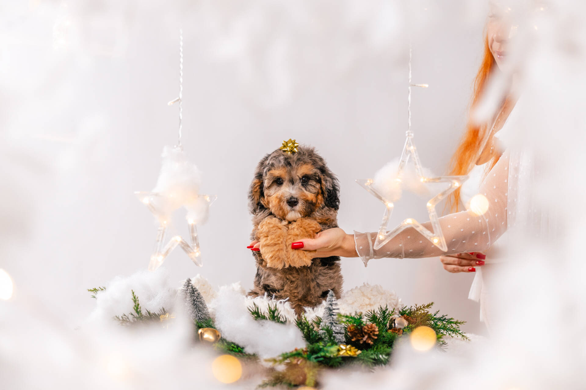 Murphy- Mini F2 Boy - Image 2