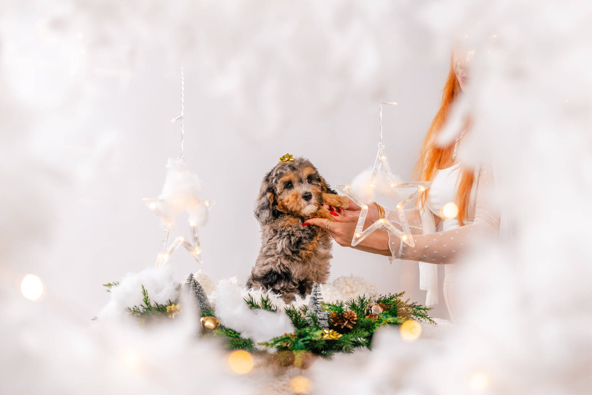 Murphy- Mini F2 Boy - Image 5