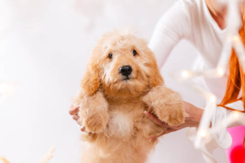 6litter 2 8548маффин 4