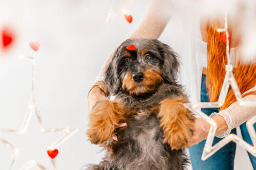 9litter 4b 5550принц фрост 6