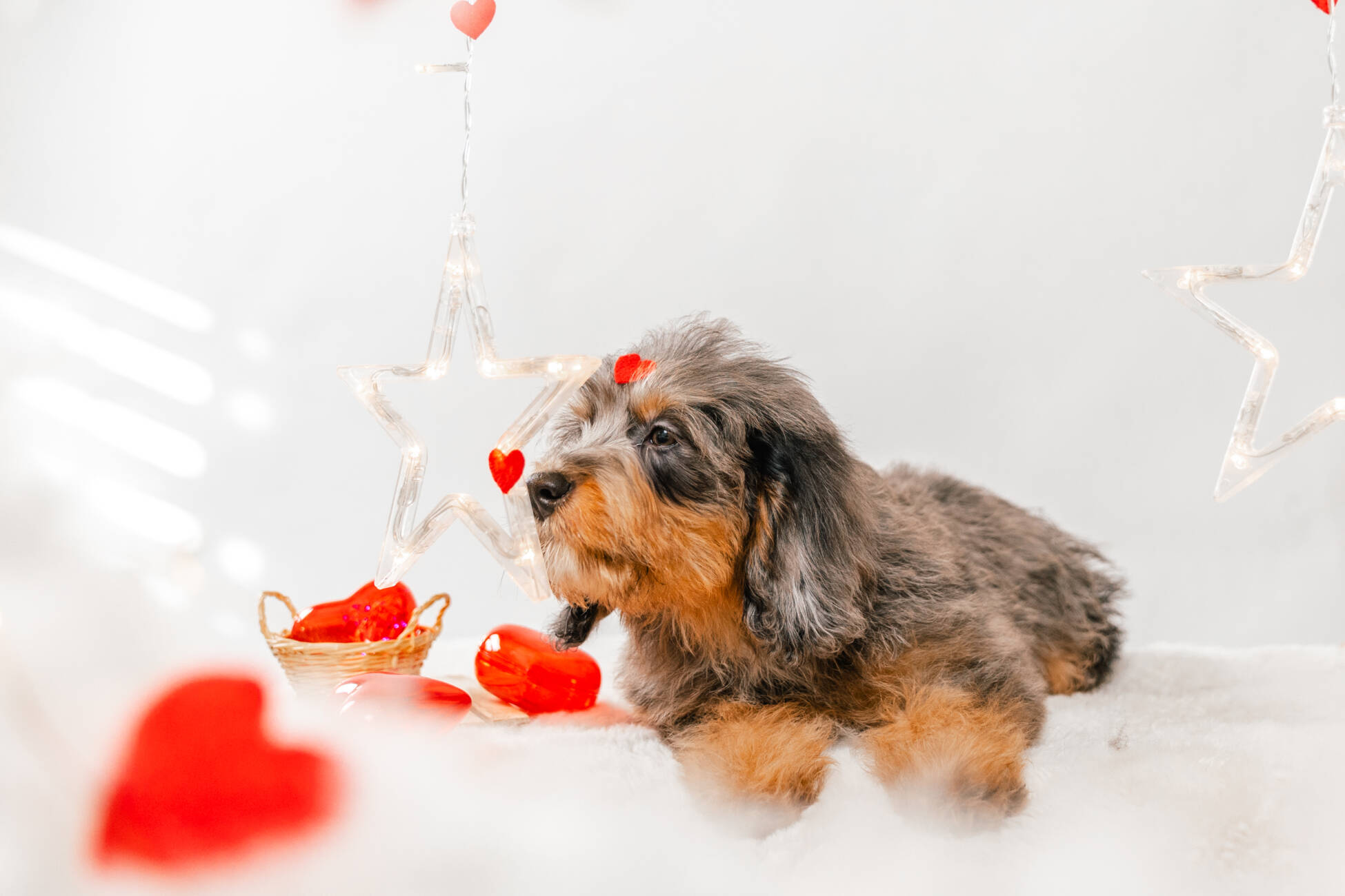 9litter 7b 8605полар беар 2