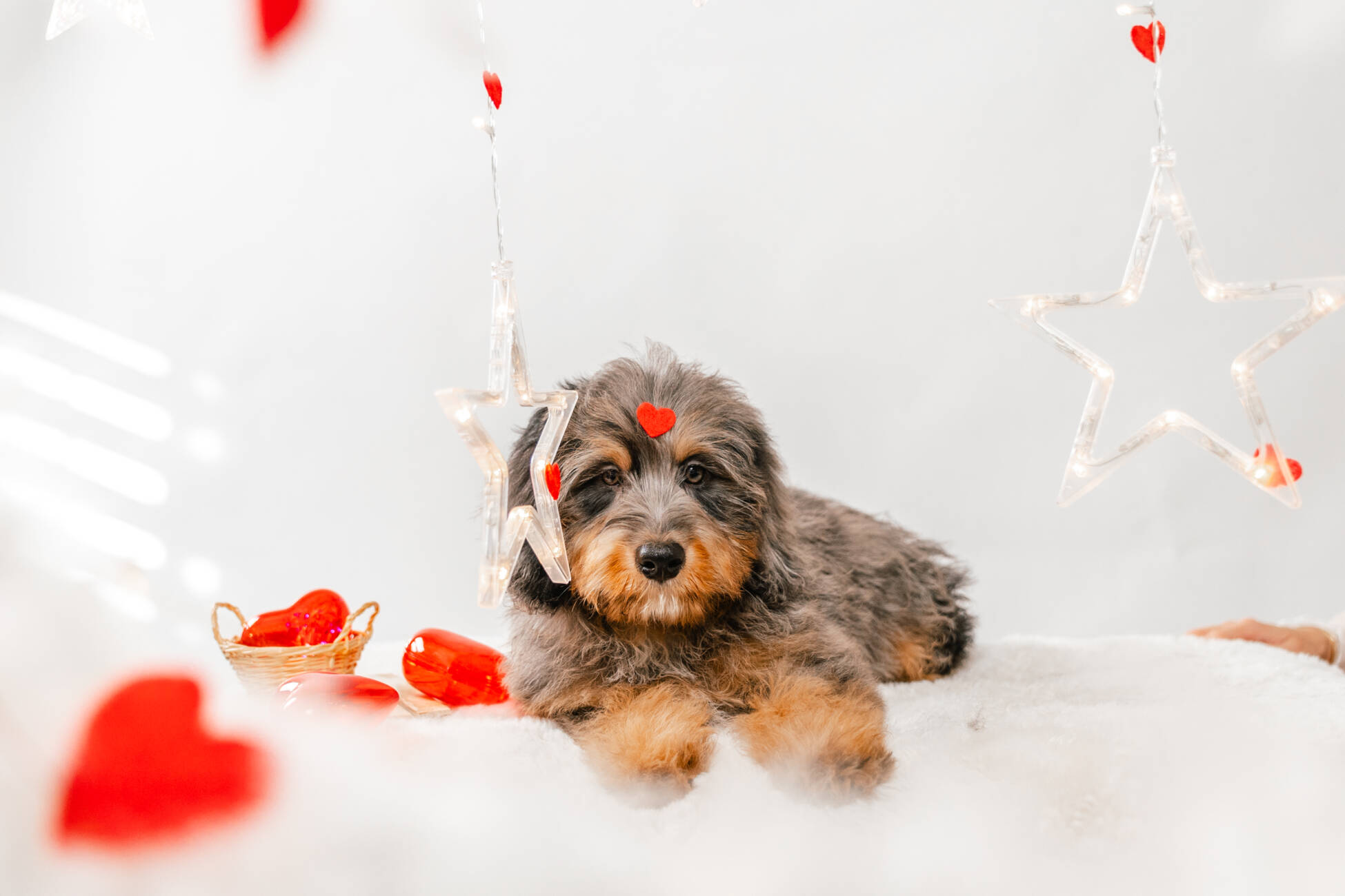 9litter 7b 8605полар беар 3