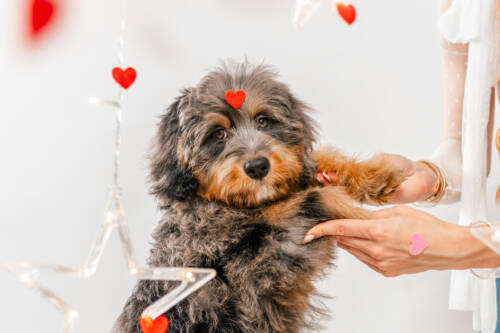 9litter 7b 8605полар беар 6