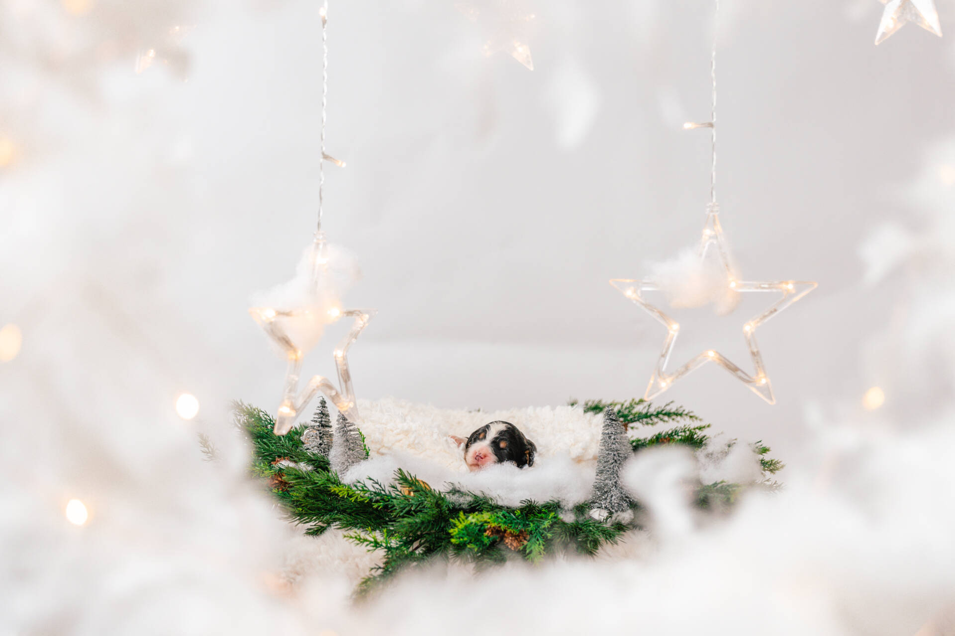 Lola and Lara - Standard F2 Girls - Image 6