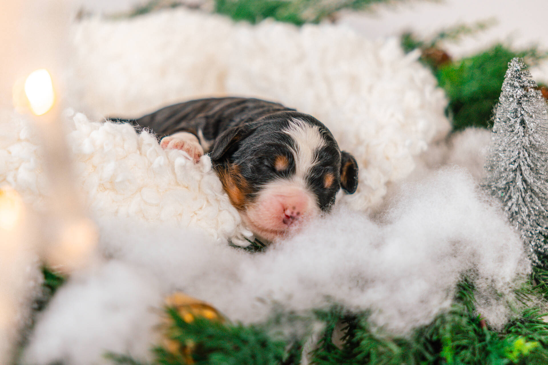 Lola and Lara - Standard F2 Girls - Image 3