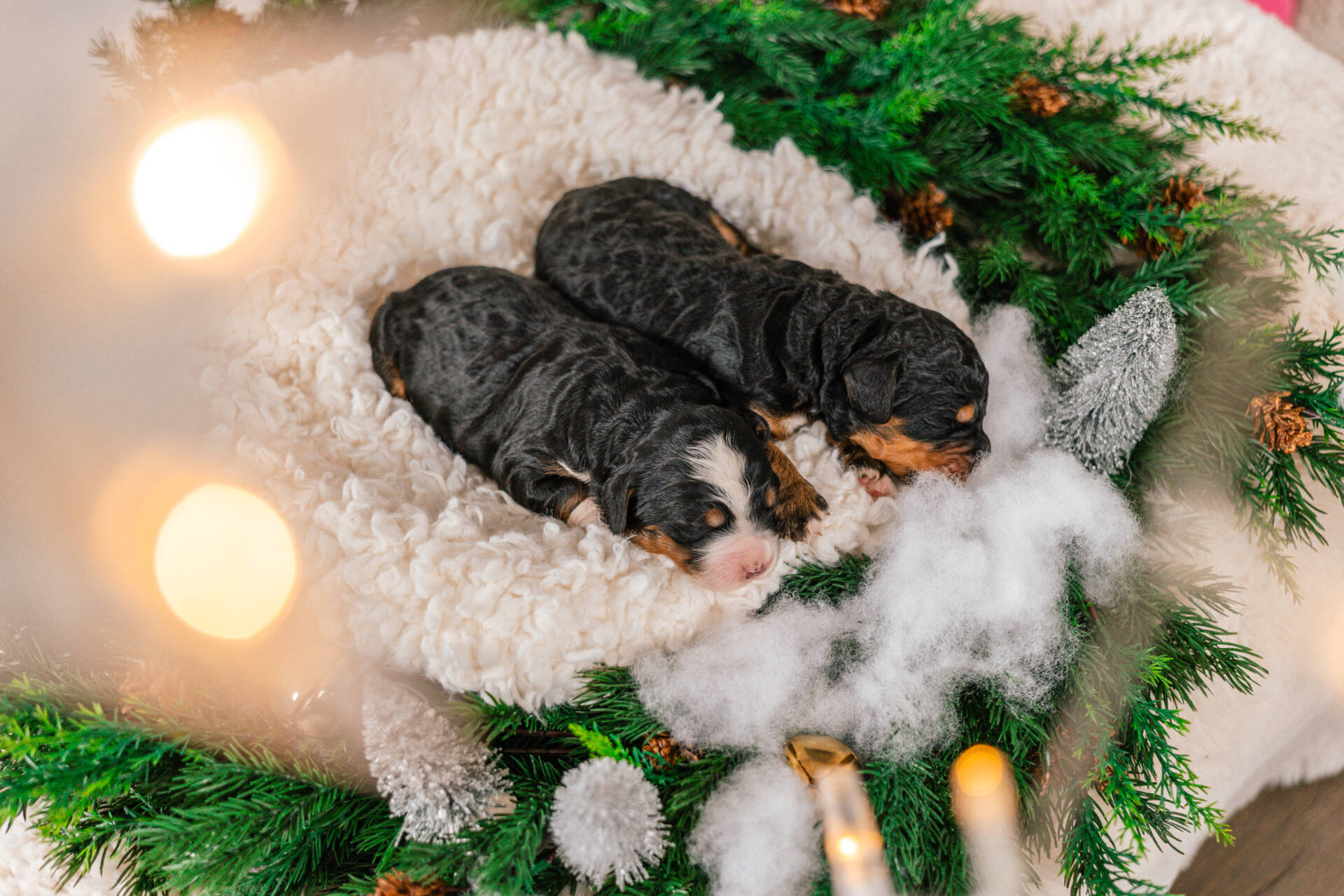 Lola and Lara - Standard F2 Girls - Image 5