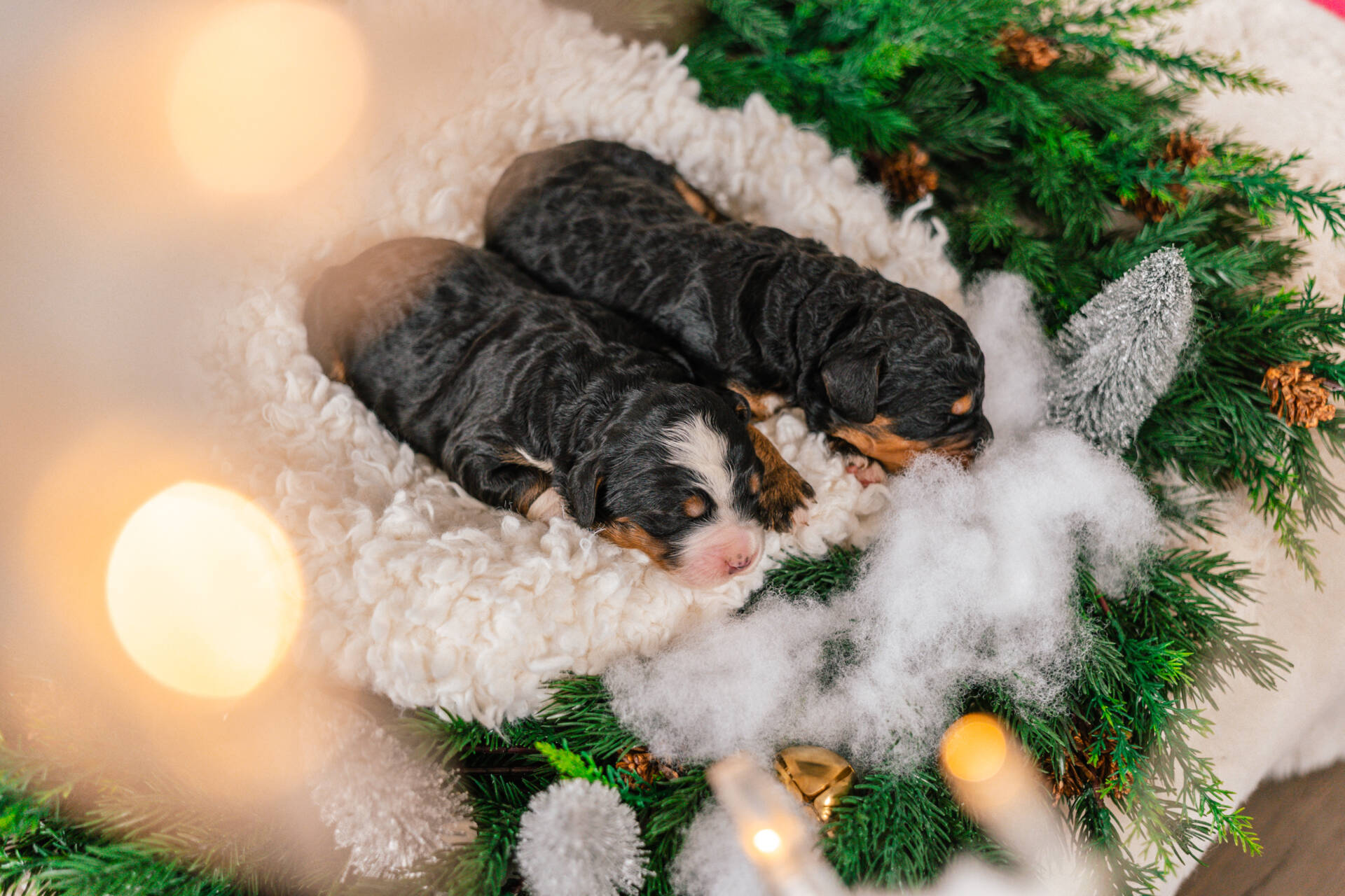 Lola and Lara - Standard F2 Girls - Image 2