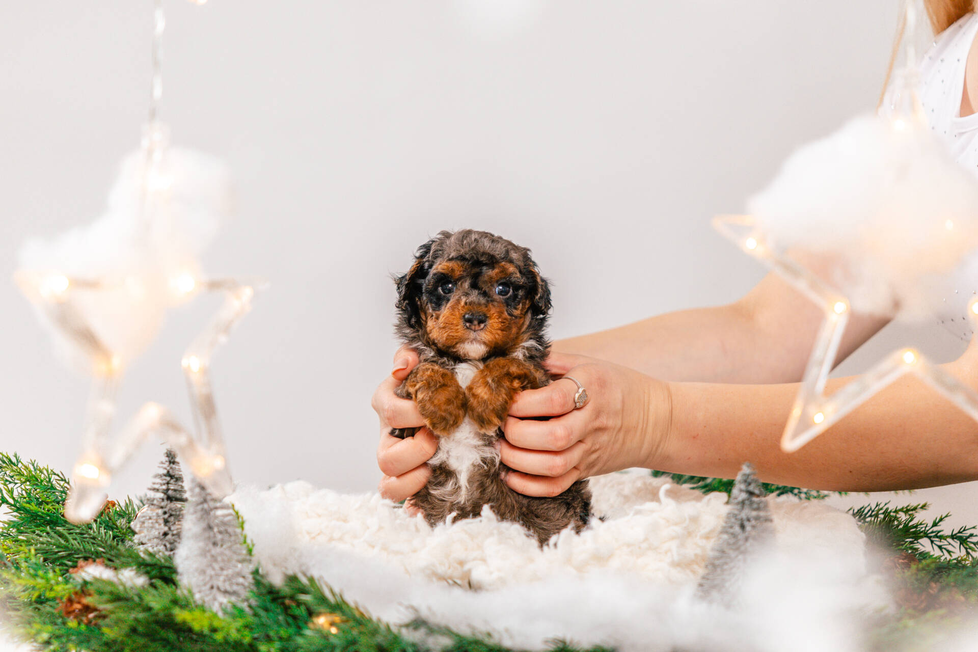 Bunny - Micro Mini Girl