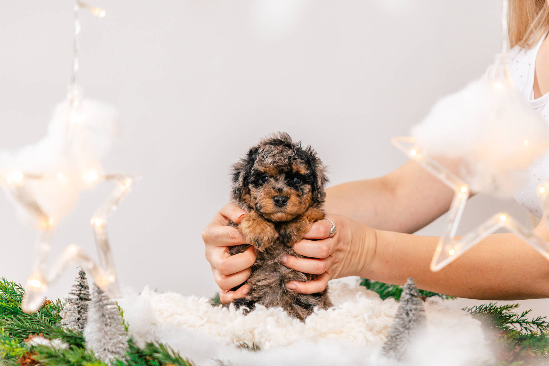 Boba - Micro Mini Boy