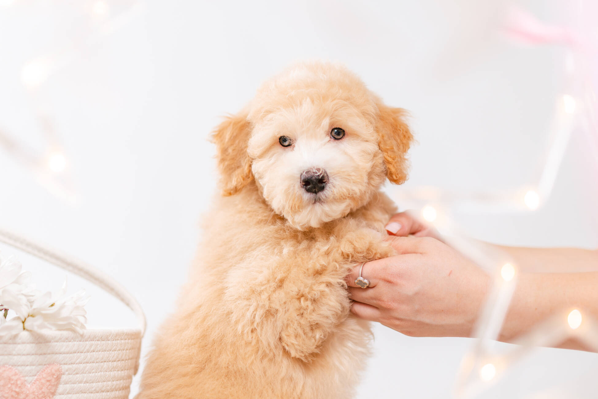 4ёlitter 2 7229марли 3