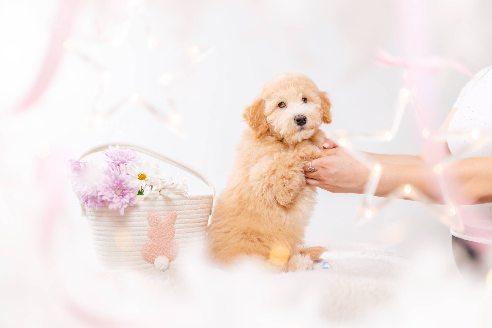 4ёlitter 2 7229марли 4