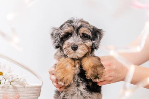 4ёlitter 3 7230моби 3