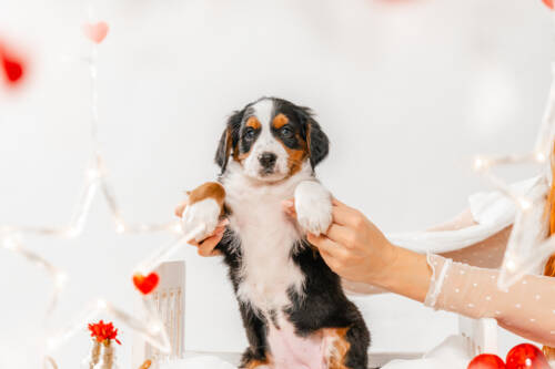 6litter 2g7098луна 3