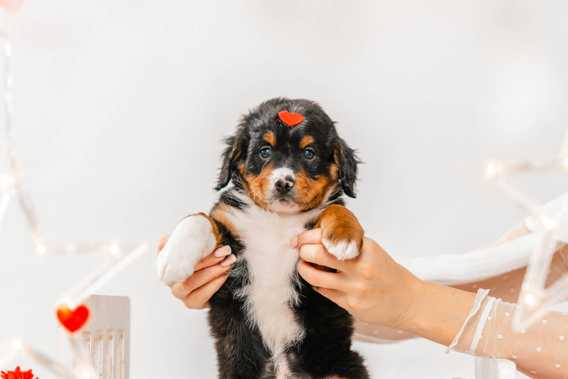 6litter 6b7095лео 3