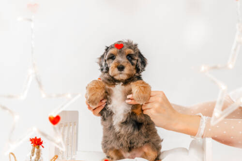 7litter 10b7029мики 3