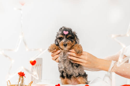 7litter 3g7036майя 4