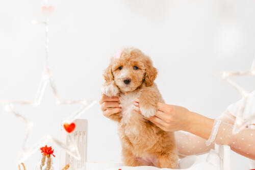 7litter 5g7032марибел 3