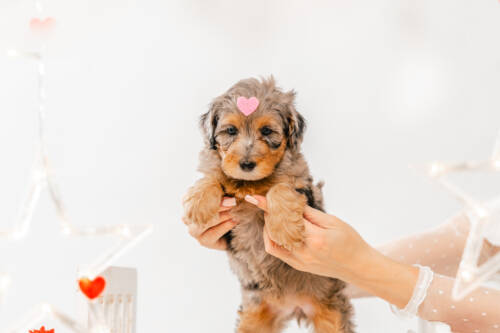 7litter 6g7034мун 3