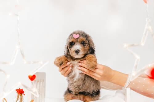 7litter 7g7035мини 3