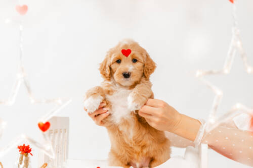 7litter 9b7231манго 3