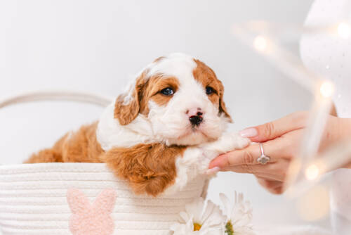 1litter 2g7082эстелла 4