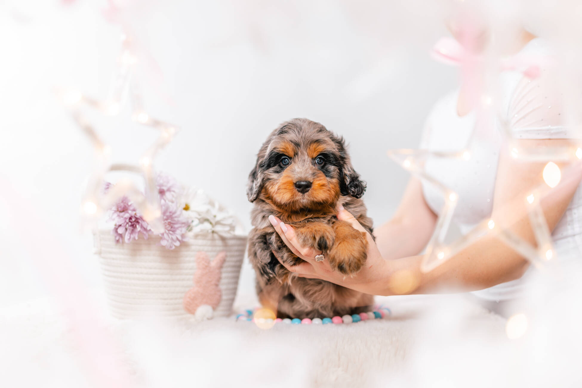 2litter 1g7091хармони 1