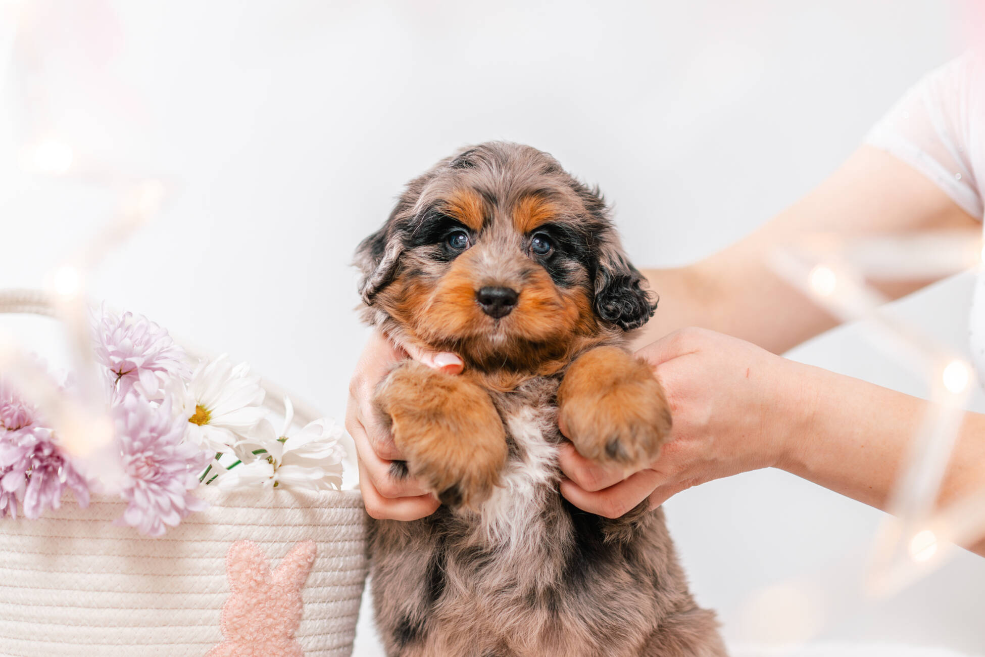 2litter 1g7091хармони 3