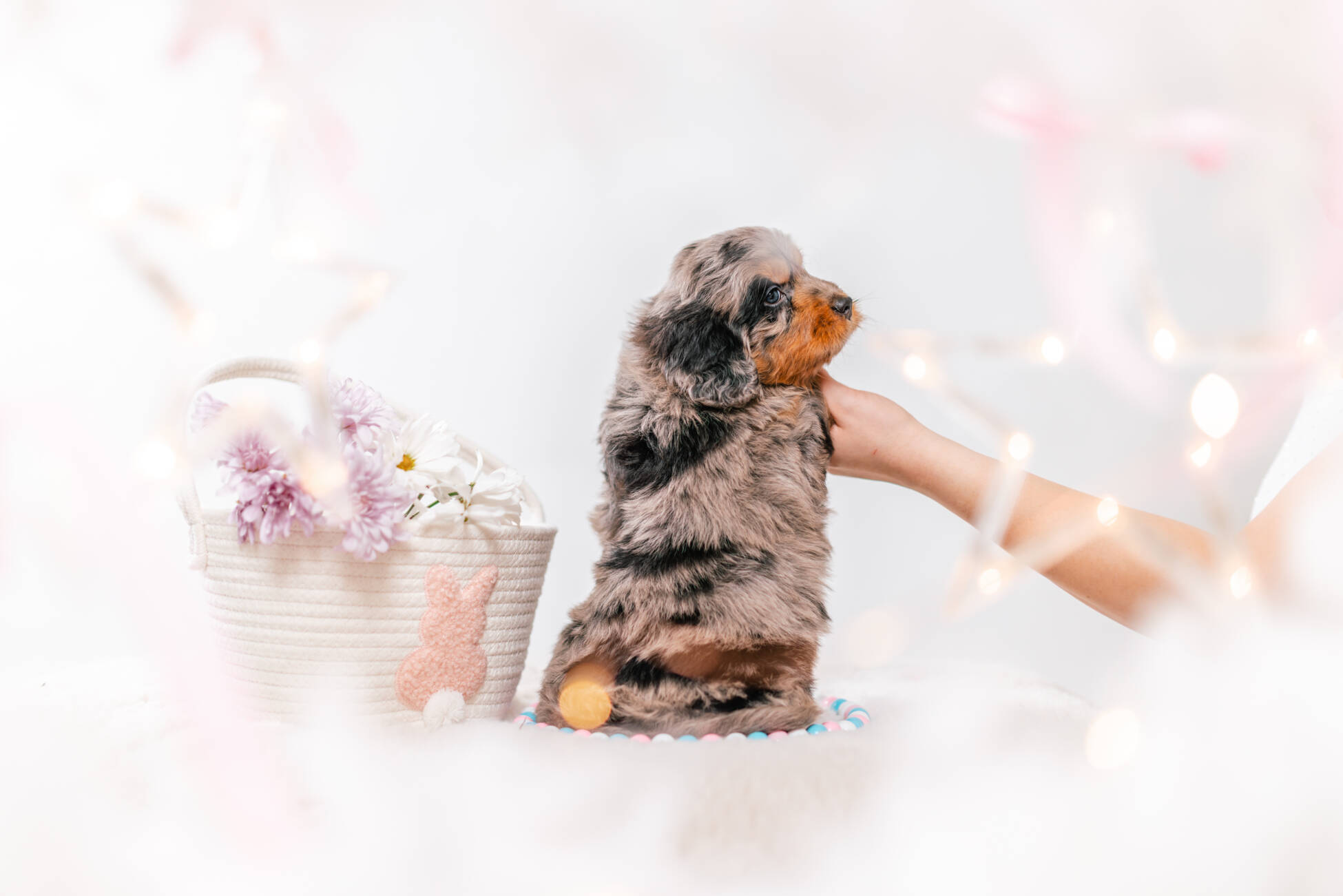 2litter 1g7091хармони 5