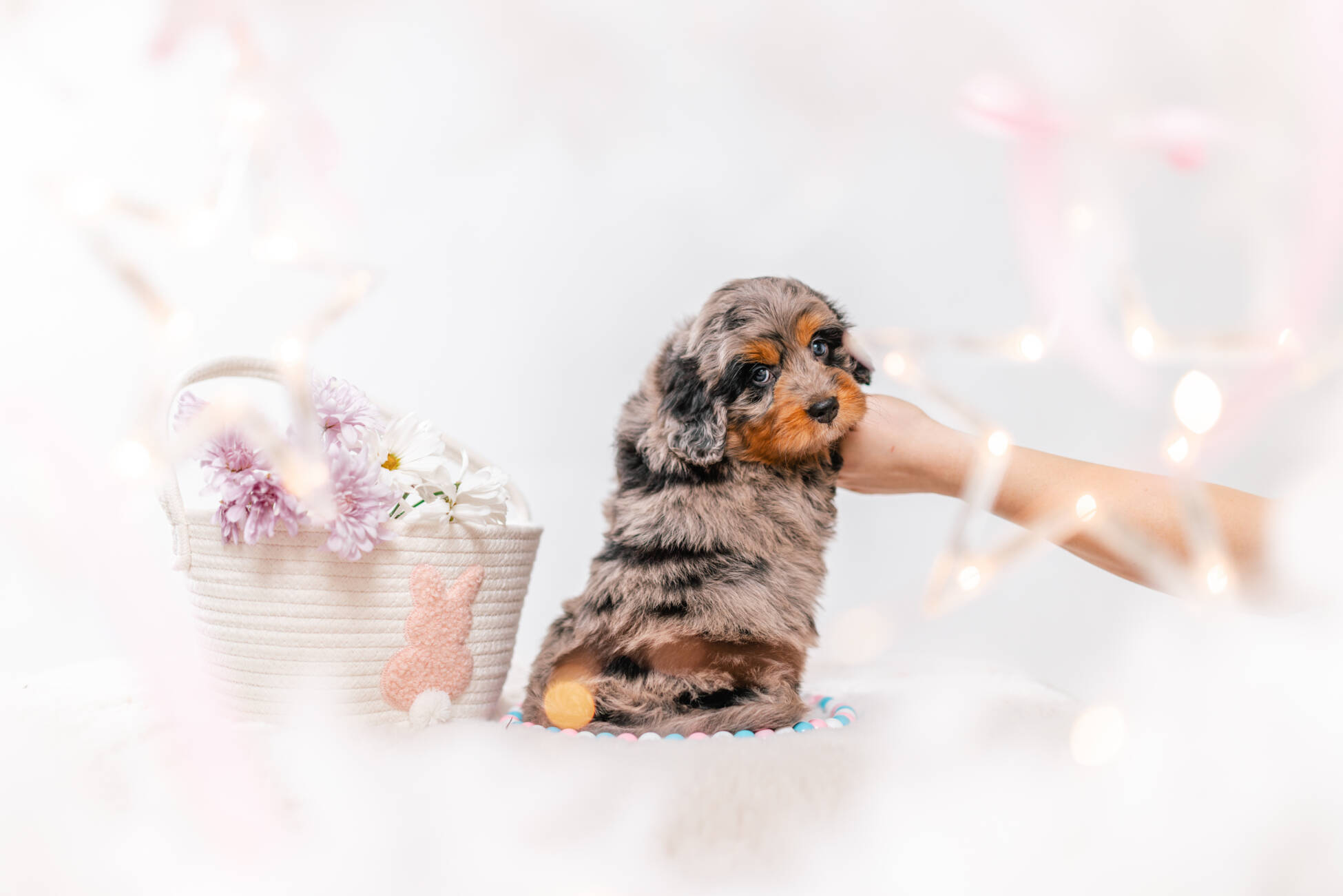 2litter 1g7091хармони 6