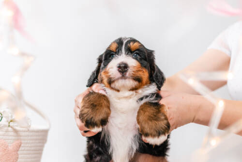 2litter 2b7090хенри 3