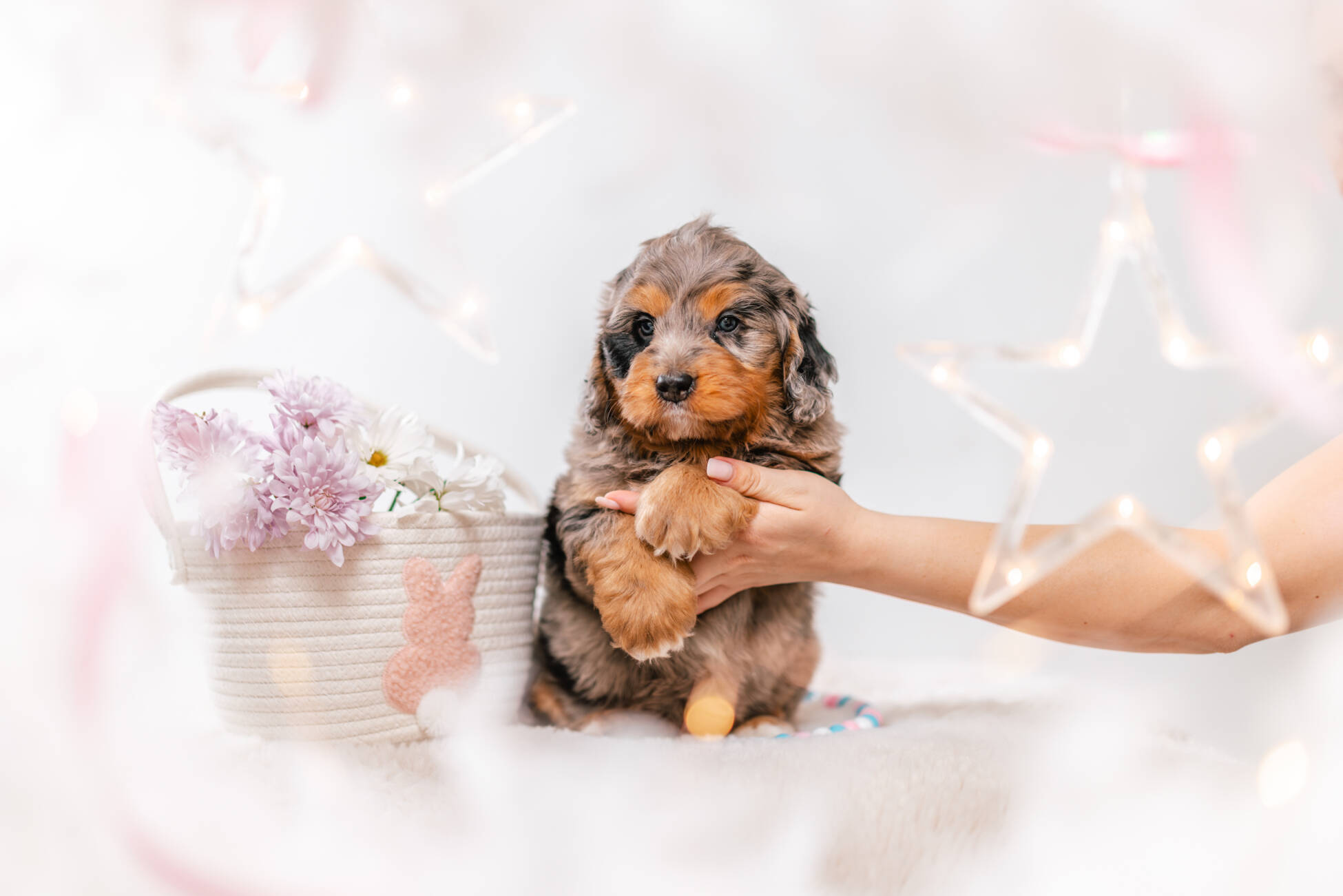 2litter 3b7092херши 1