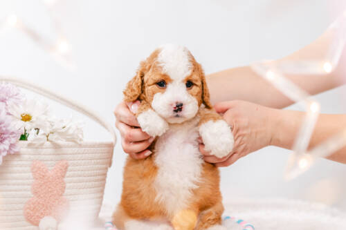 3litter 10b7221фуджи 3