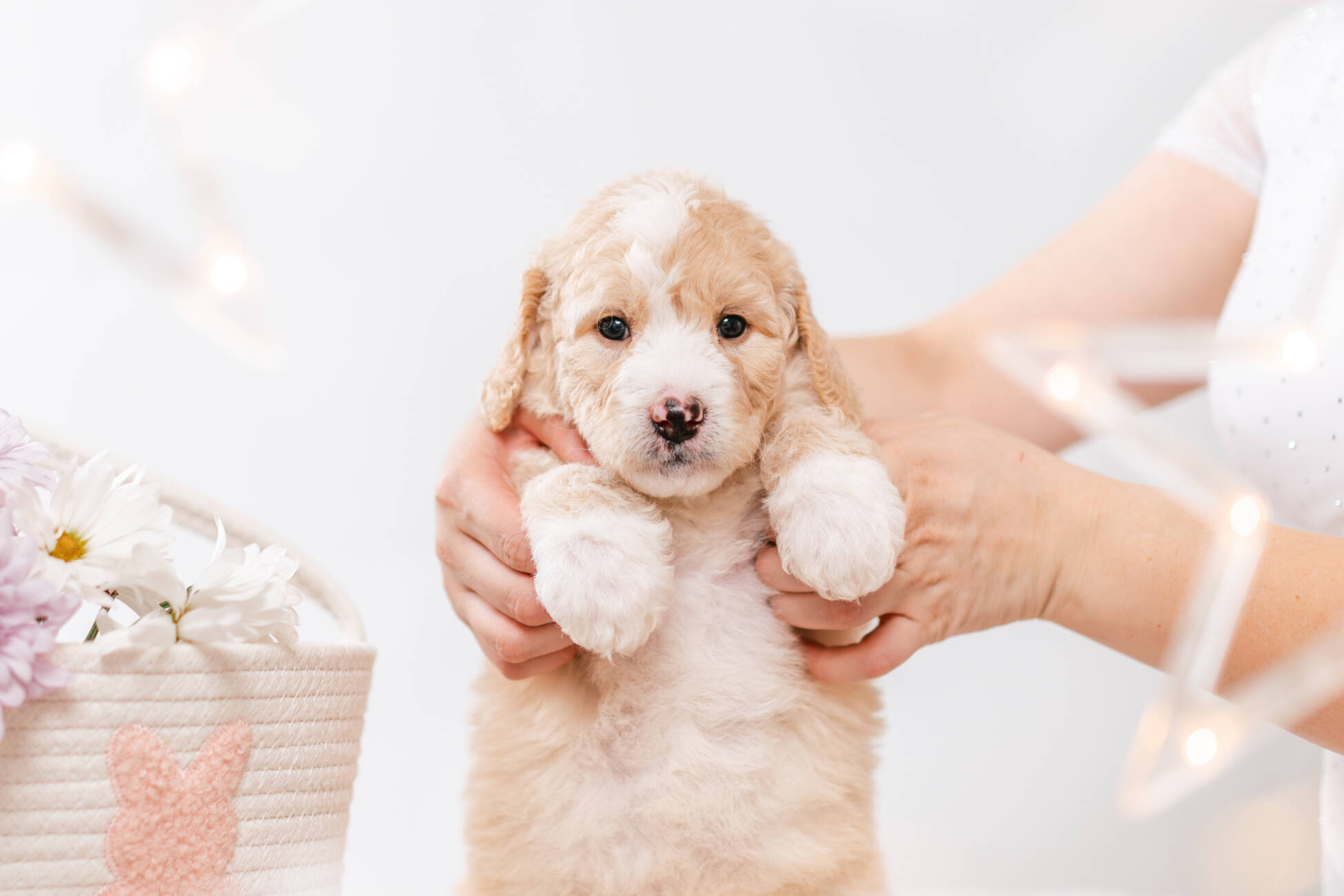 3litter 1g7279фокси 2