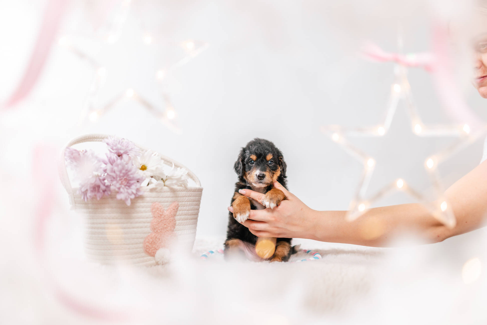 3litter 3b7028феликс 1