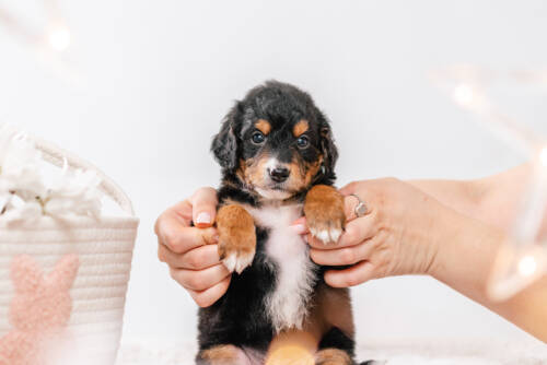 3litter 3b7028феликс 3