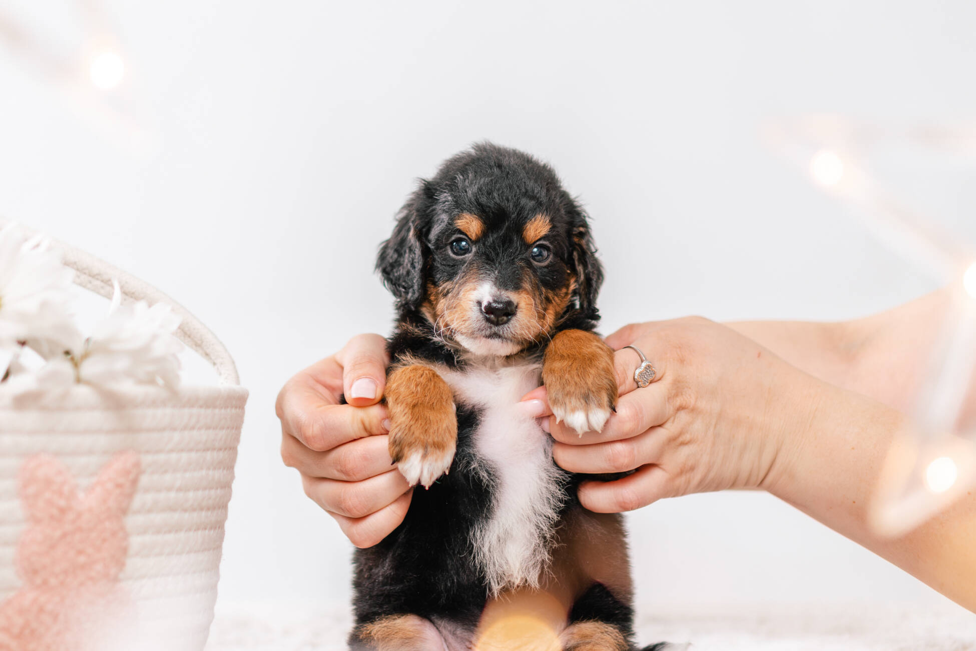 3litter 3b7028феликс 3