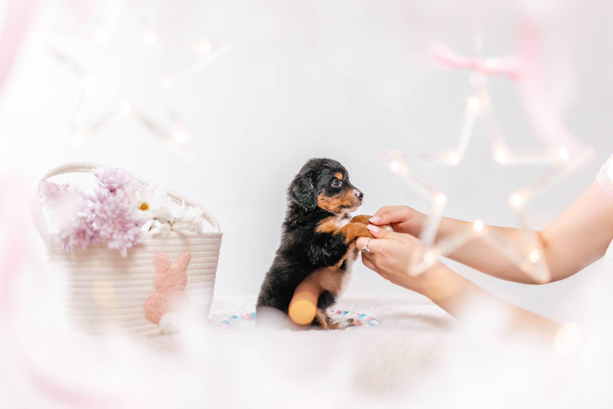 3litter 3b7028феликс 4