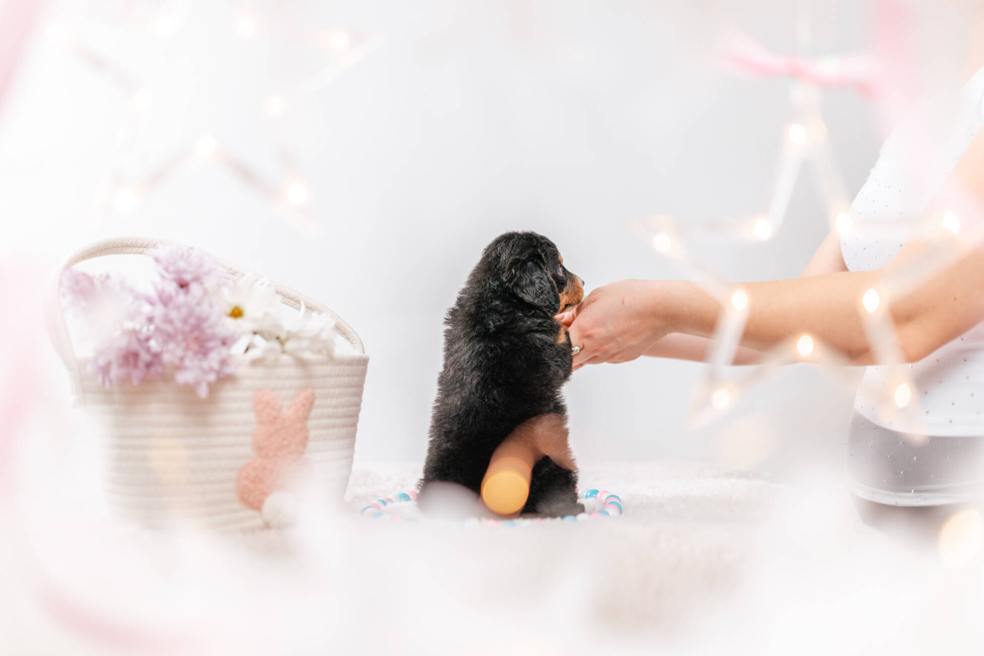 3litter 3b7028феликс 6