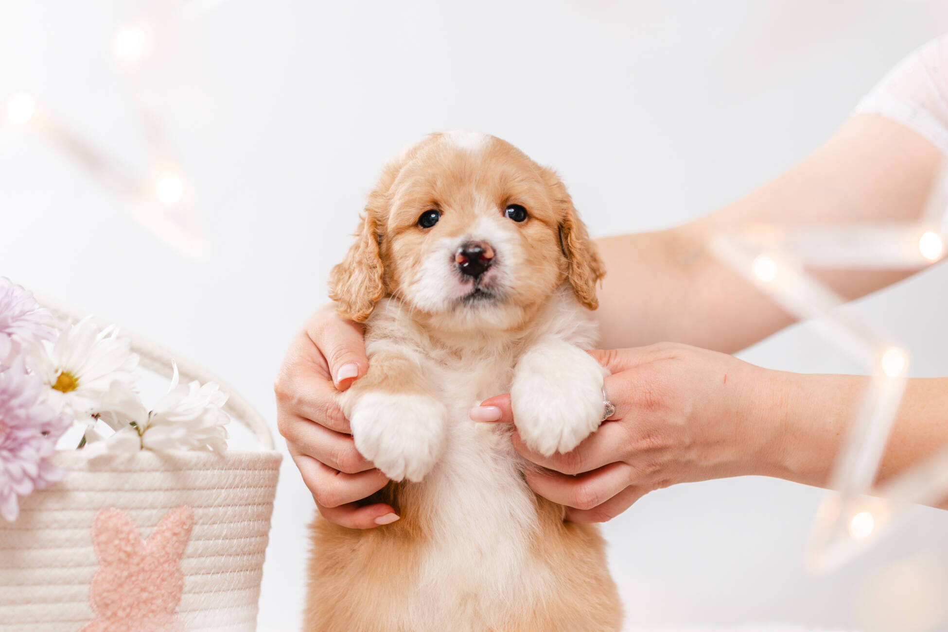 3litter 4b7223флетчер 2