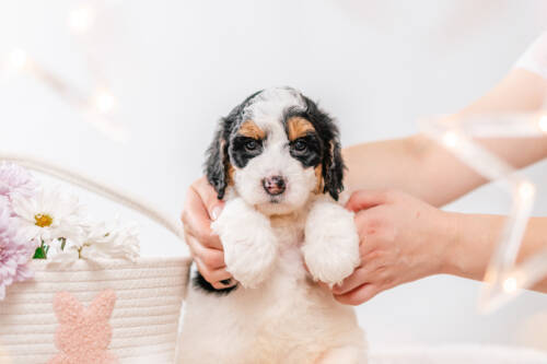 3litter 5b7224фалкон 2