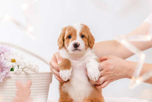 3litter 8b7222финн 2