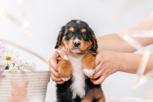 3litter 9b7225феррари 3