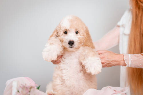 4litter 1g7219фокси 2