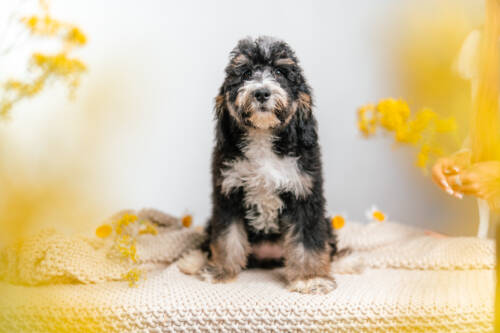 4litter 27220 Bernedoodle puppies 1