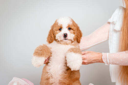 4litter 2В7221фадж 2