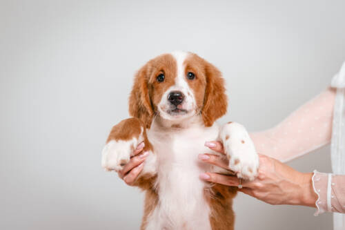 4litter 3В7222финн 4