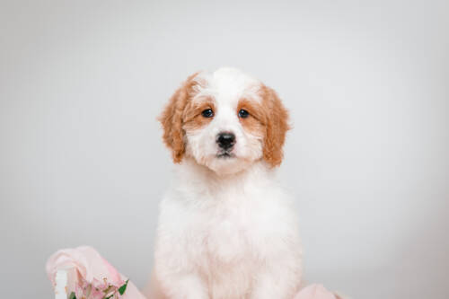 4litter 4В7227фаззи 1